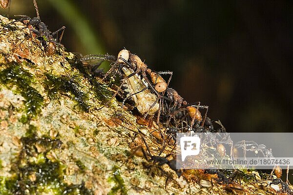 Treiberameisen transportieren Beute (Eciton burchelli)  Ameise  Ameisen  Costa Rica  Mittelamerika