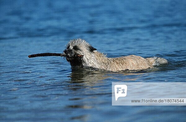 Cairn-Terrier  weizenfarbig  schwimmend  apportiert Stock  Cairn Terrier  wheaten  swimming  retrieving außen  outdoor