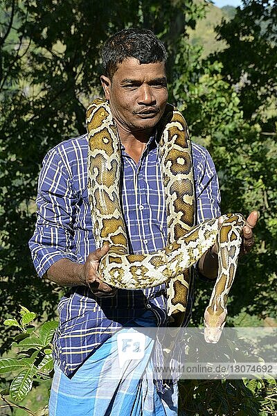 Tigerpython (Python molurus) Sri Lanka