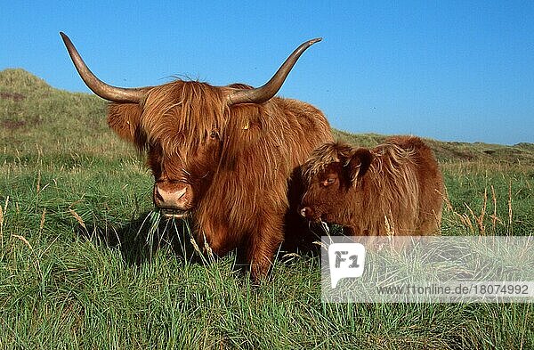 Schottisches Hochlandrind  Kuh mit Kalb