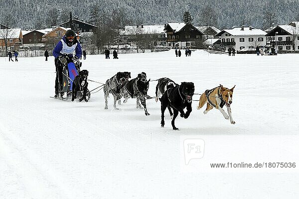 Musher with sled dog team  Siberian Huskies  6th International Sled Dog Race 26. 27. January 2013  Inzell  Bavaria  Germany  Europe