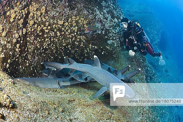 Whitetip Reef Shark (Triaenodon obesus) resting in Cave  Roca Partida  Revillagigedo Islands  Mexico  Central America