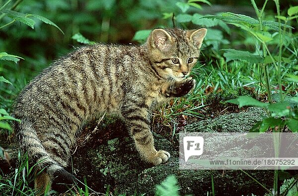 Young European wildcat (Felis silvestris)  common wildcat