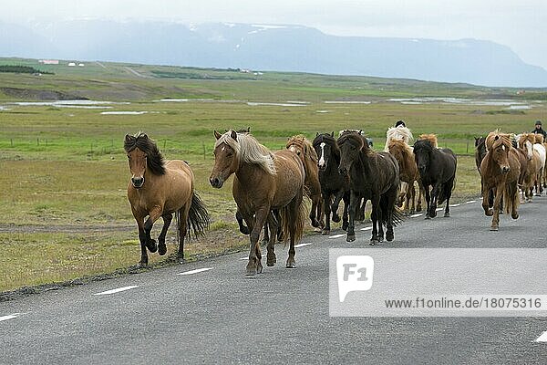 Icelandic horses  Holar  Iceland  Europe