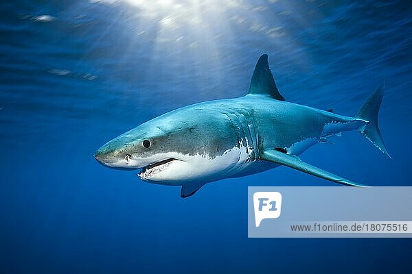 Great white shark (Carcharodon carcharias)  Guadalupe Island  Mexico  Central America