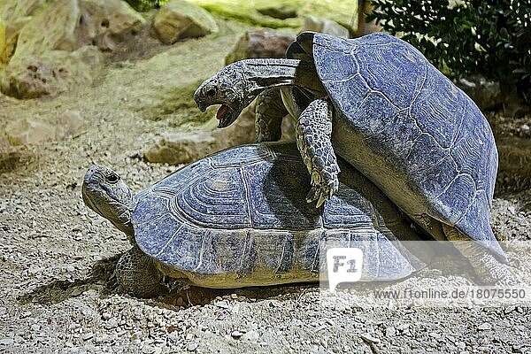 Zwei sich paarende Breitrandschildkröten (Testudo marginata)  heimisch in Südeuropa