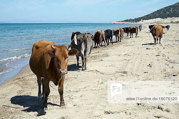 Kühe am Strand  nahe bei Kalogria  Achaia  Peloponnes  Griechenland  Europa