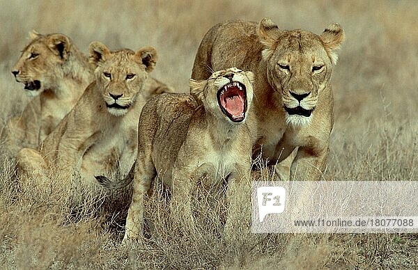 Afrikanische Löwen (Panthera leo)  Weibchen und Jungtiere  Serengeti Nationalpark  nischer Löwe  Löwin  Tansania  Afrika