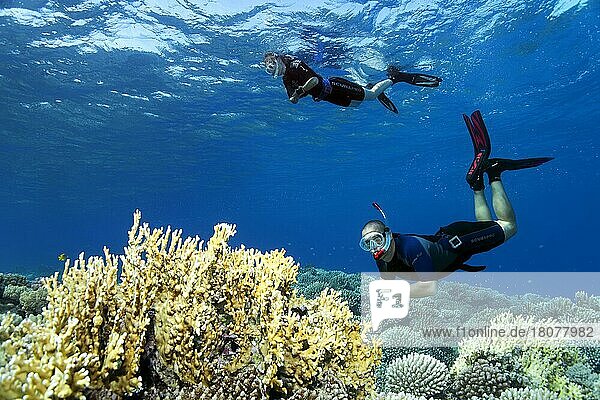 Apnoea Divers  Freedivers  Snorkellers  Red Sea  Hurghada  Egypt  Africa