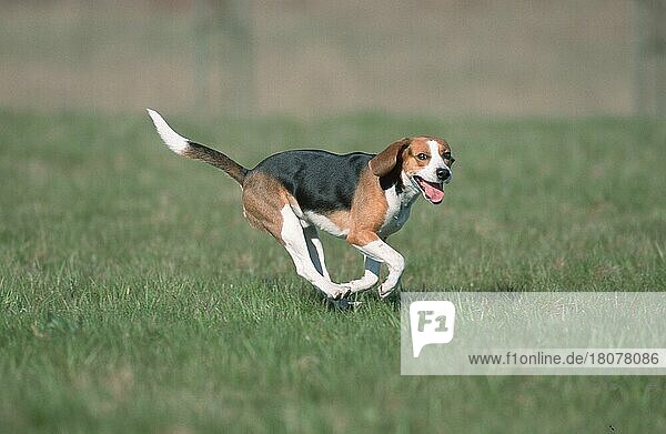 Beagle  seitlich