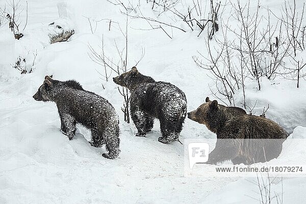Female and two 1-year-old brown bear cubs (Ursus arctos arctos) leaving the den in the snow in winter