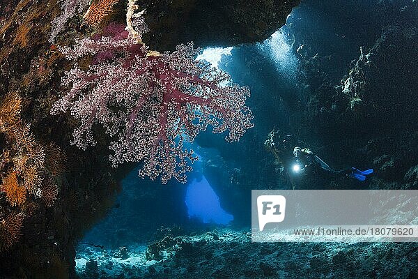 Diver in underwater cave  Cave Reef  Red Sea  Egypt  Africa