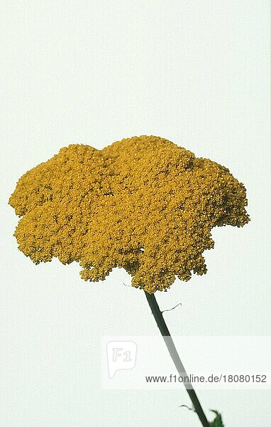 Schafgarbe (Achillea filipendulina)  Blütenstand  Pflanzen  blühend  Blüten  Blüte  Korbblütengewächse (Compositae)  Gartenpflanze  gelb  Freisteller  ausgeschnitten  Objekt  innen  Studio  vertikal