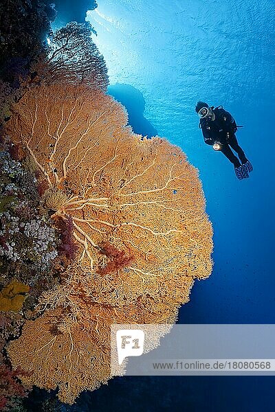 Taucher an Korallenriff-Steilwand betrachtet große Gorgonie (Annella mollis)  Gegenlicht  Brother Islands  Rotes Meer  Ägypten  Afrika