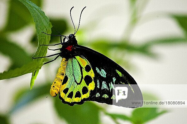 Schmetterling-Museum  Key West  Florida/ Key West Butterfly & Nature Conservatory  Key West  Florida  Key West  Florida  USA  Nordamerika