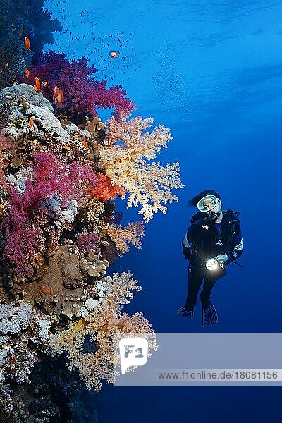 Taucher an Korallenriff-Steilwand betrachtet vielfarbige Klunzingers Weichkoralle (Dendronephthya klunzingeri) Deadalus Riff  Rotes Meer  Ägypten  Afrika