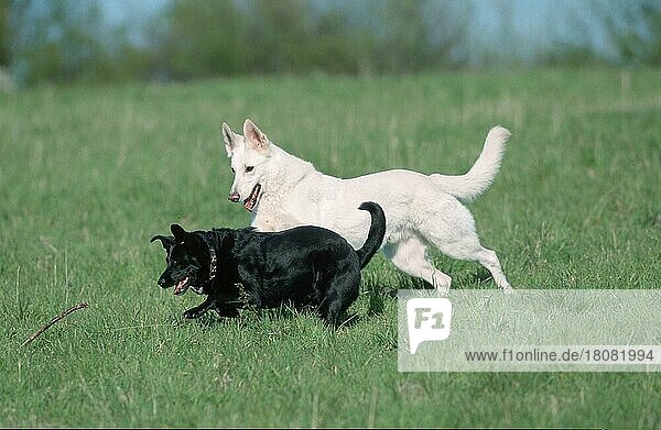 Weißer Schweizer Schäferhund und Mischlingshund  Berger de Suisse