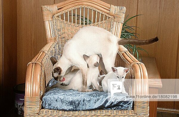Siamkatze mit Kätzchen  7 Wochen  Sessel