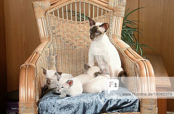 Siamkatze Pflege Kätzchen  7 Wochen  Sessel