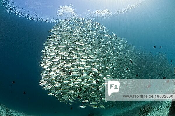 Schwarm Ochsenaugen-Makrelen (Selar boops)  Florida Islands  Salomonen  Ozeanien