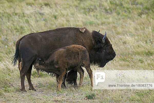 Amerikanischer Bison (Bison bison)  Amerikanische Büffelkuh säugt ihr Kalb im Sommer  Waterton Lakes National Park  Alberta  Kanada  Nordamerika
