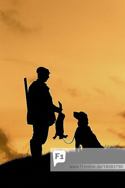 Jäger mit totem braunen Hasen und Weimaraner-Hund silhouettiert gegen den Abendhimmel  Deutschland  Europa