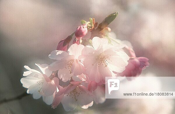 Kirschblüte (Prunus x yedoensis)  Yoshino-Kirsche  Blüten