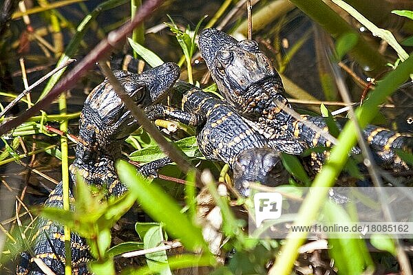 Mini-Alligatoren in der Sumpflandschaft  Everglades National Park  Florida/ small alligator  swampland  Everglades National Park  Florida  Everglades National Park  Florida  USA  Nordamerika