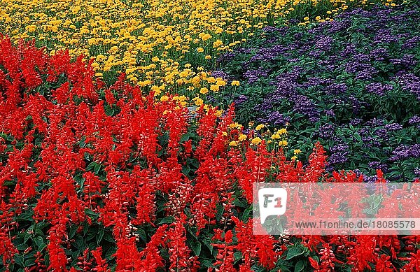 Flower Bed  Blumenbeet  Gartenpflanzen gelb  rot  red  Sommer  summer  Querformat  horizontal