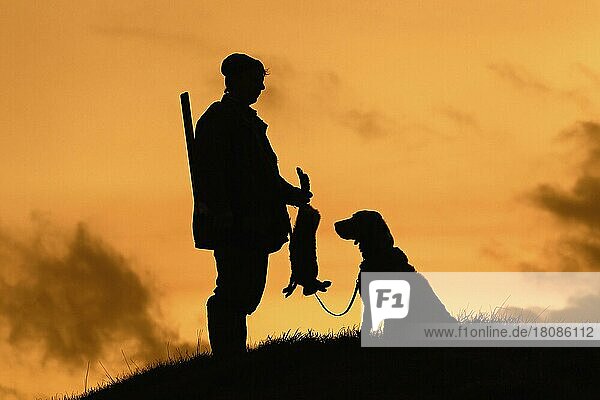 Hunter with dead brown hare and Weimaraner hound silhouetted against the evening sky  Germany  Europe