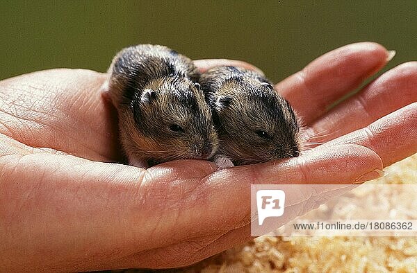 Junger Zwerghamster (Phodopus sungorus)  12 Tage  Sibirischer Hamster  Russischer Hamster
