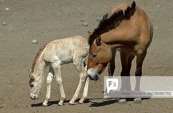 Przewalski's horses  mare and foal  Przewalski's Wild Horse  mare with foal (mammals) (mammals) (hoofed animals) (equids) (horses) (odd-toed ungulates) (asia) (outside) (outside) (frontal) (from the front) (sideways) (side) (standing) (adult) (young animal) (young) (female) (mother & child) (mother & baby) (two) (landscape) (horizontal) (affection) (tenderness)