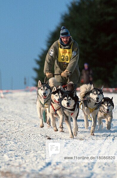Siberian-Husky-Gespann im Rennen  Hundeschlittenrennen  Schlittenhunderennen