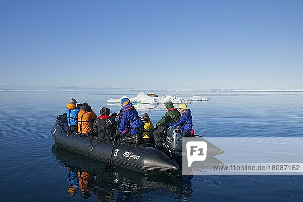 Tourists in an inflatable boat watching a male walrus (Odobenus rosmarus) resting on an ice floe in the Arctic Ocean  Svalbard  Norway  Europe