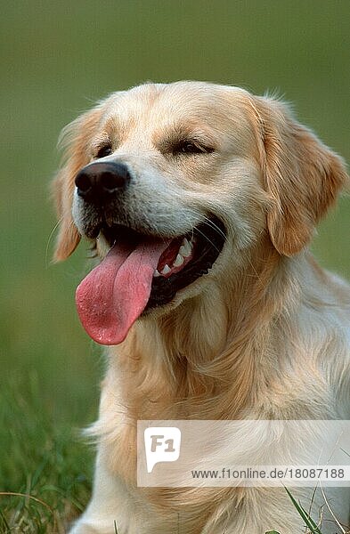 Golden Retriever (animals) (außen) (outdoor) (Kopf) (head) (Porträt) (portrait) (hecheln) (panting) (lächeln) (smiling) (freundlich) (friendly) (liegen) (lie) (lying) (adult) (Säugetiere) (mammals) (Haushund) (domestic dog) (Haustier) (Heimtier) (pet) (Zunge) (tongue)