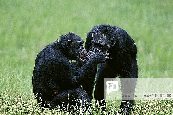 Schimpansen  Paar  Pflege Schimpanse (Pan troglodytes)