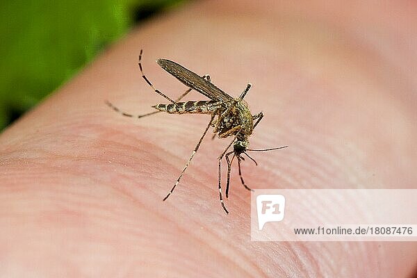 Stechmücke auf menschlicher Haut (Aedes)  Mücke  vollgesogen  Deutschland  Europa