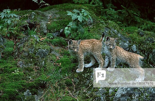 Young European Lynx  Luchs  Jungtiere  Europäischer Luchs (Lynx lynx)  seitlich  side