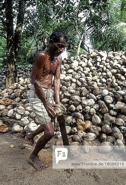 Entfernen der Schale der Kokosnuss  Kerala  Indien  Asien