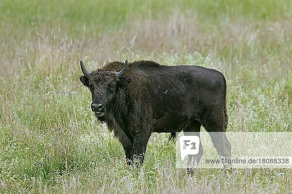 Europäischer Wisent (Bison bonasus)  Wisent  Europäischer Waldwisent Jungbulle im Grasland
