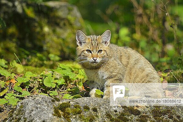 Wildcat (Felis silvestris)  Kitten  captive