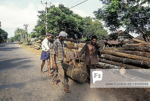 Holzstamm beim Transport zum Sägen in Feroke  Kerala