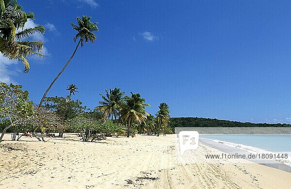 Sun Bay Beach on the island of Vieques  Puerto Rico  Caribbean  North America