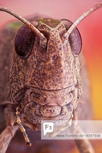 Porträt eines Grasshoppers  es hat einen sehr ungewöhnlichen Kernsymbol ähnlichen Scheitelpunkt