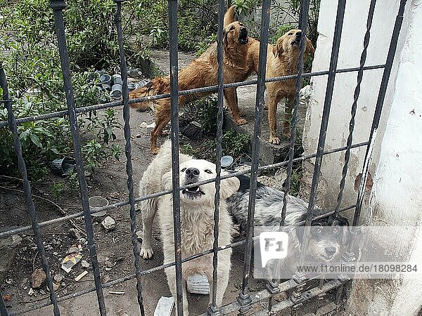 Mischlingshunde hinter Tor  Quito  Provinz Pinchincha  Ekuador