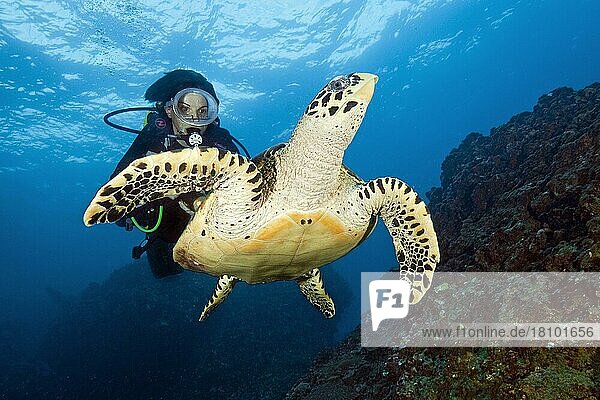 Diver observing hawksbill sea turtle (Eretmochelys imbricata)  Phuket  Similan Islands  Andaman Sea  Thailand  Asia