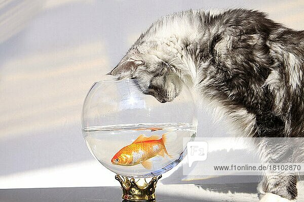 Maine-Coon-Katze und Goldfisch  Goldfischglas
