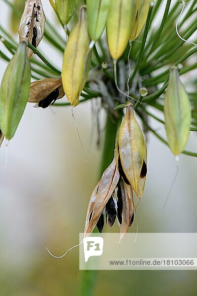 Schmucklilie (Agapanthus africanus)  Samenstand