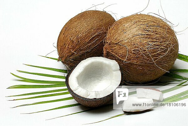 Kokosnüsse (Cocos nucifera)  Kokosnuss