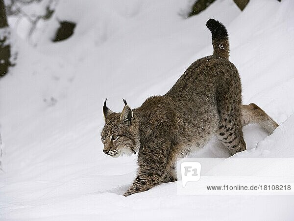 Luchs oder Nordluchs (Lynx lynx)  Deutschland  Europa